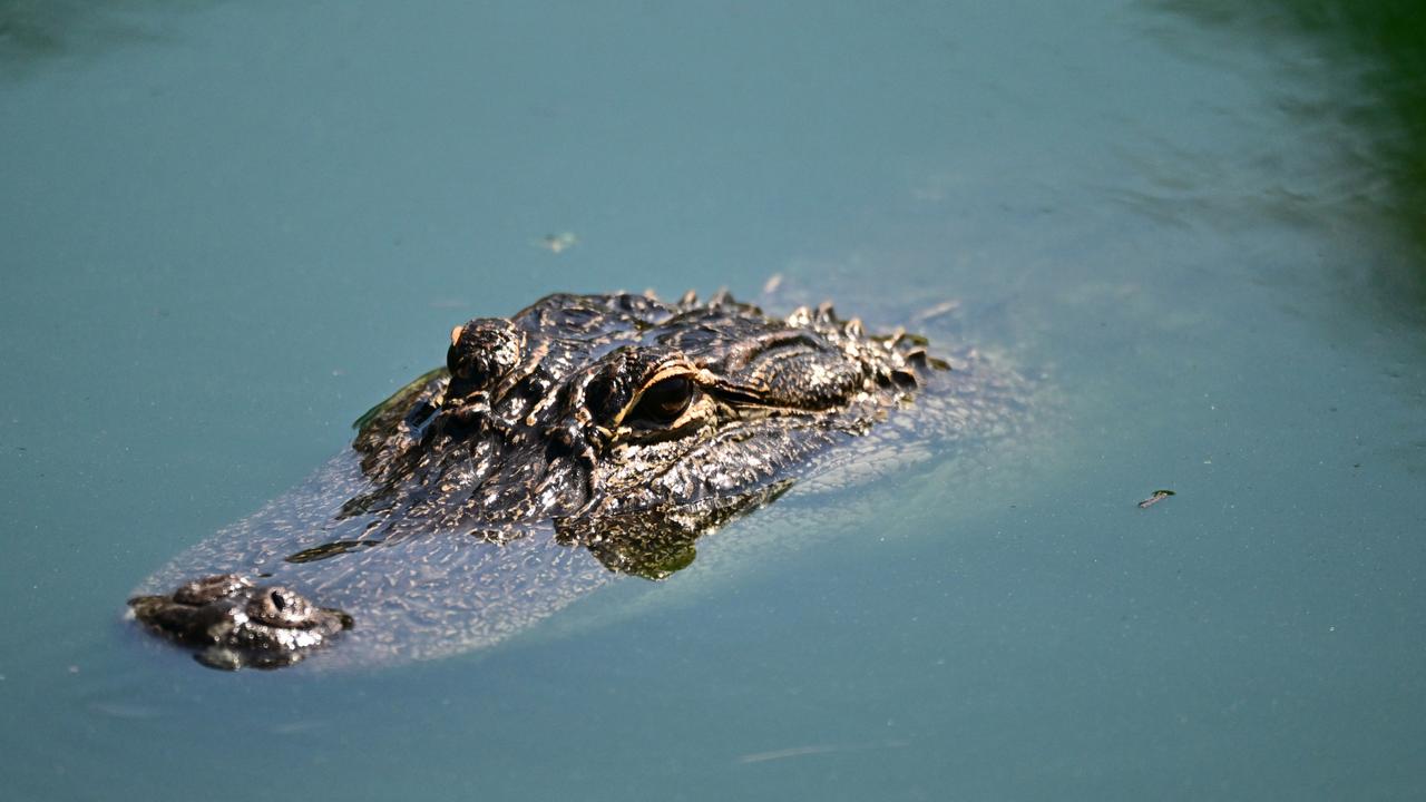 An alligator seen during the first round of the Valspar Championship at Copperhead Course at Innisbrook Resort and Golf Club in Florida.