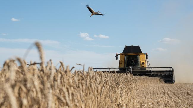 The wheat harvest gets under way at Myronivka, Ukraine, at the weekend. Picture: Getty Images