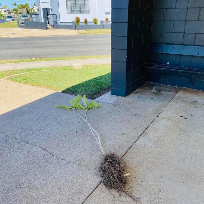 A tree planted to celebrate the 100th anniversary of the Elizabeth Park Rose Gardens was uprooted in one act of vandalism.