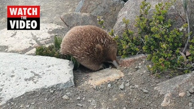 Three Capes Walk echidna encounter