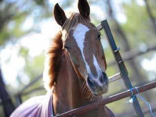 The Lockyer Valley Riding for the Disabled can accommodate evacuated horses. Picture: Brenda Strong