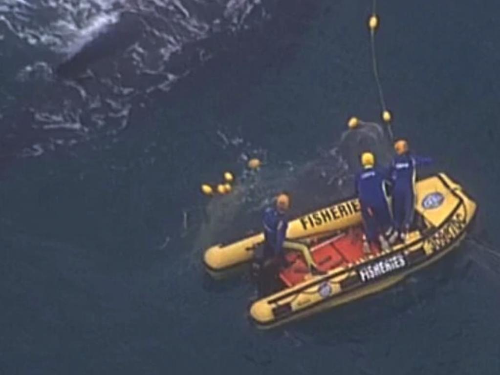 An adult and younger whale are seen in shark nets off the Gold Coast on Friday. Credit: 7NEWS.