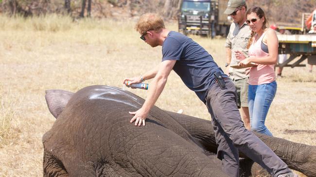 Prince Harry in 2016 while he worked in Malawi with African Parks as part of an initiative involving moving 500 elephants over 350 kilometers across Malawi. Picture: Getty.