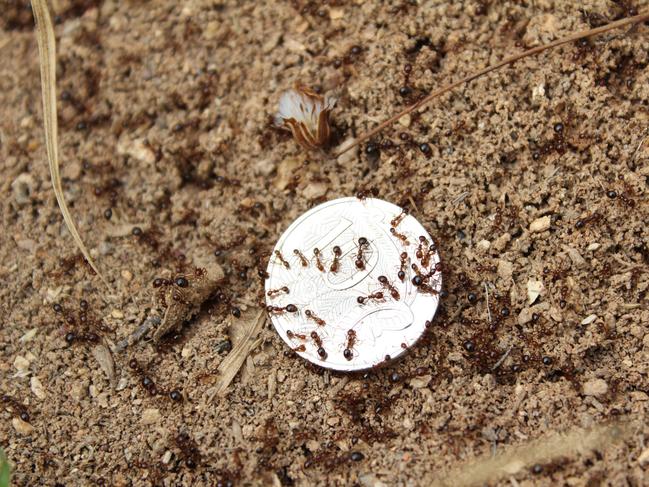 Fire ants are coppery brown with a dark abdomen and are only 2-6mm long.