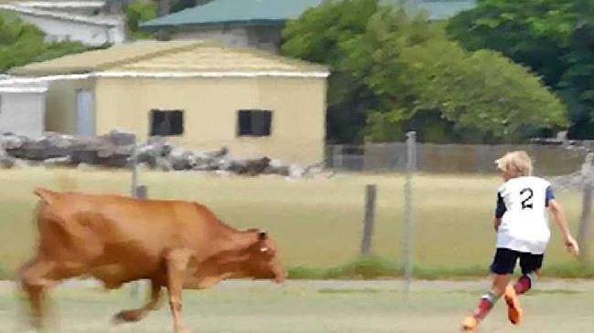 GET A MOOVE ON: A steer chases a junior football player at Granville on Saturday. Neither were hurt. Picture: Contributedryan Devenish