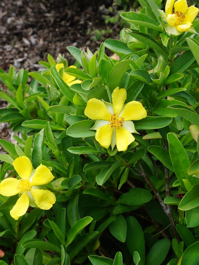 Hibbertia ‘Groundswell’