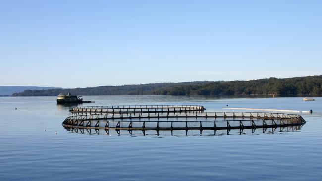 Marine farming licences require the three Tasmanian companies which operate in Macquarie Harbour to undertake regular visual monitoring of the benthic habitat with underwater vehicles mounted with cameras.  Picture: SUPPLIED