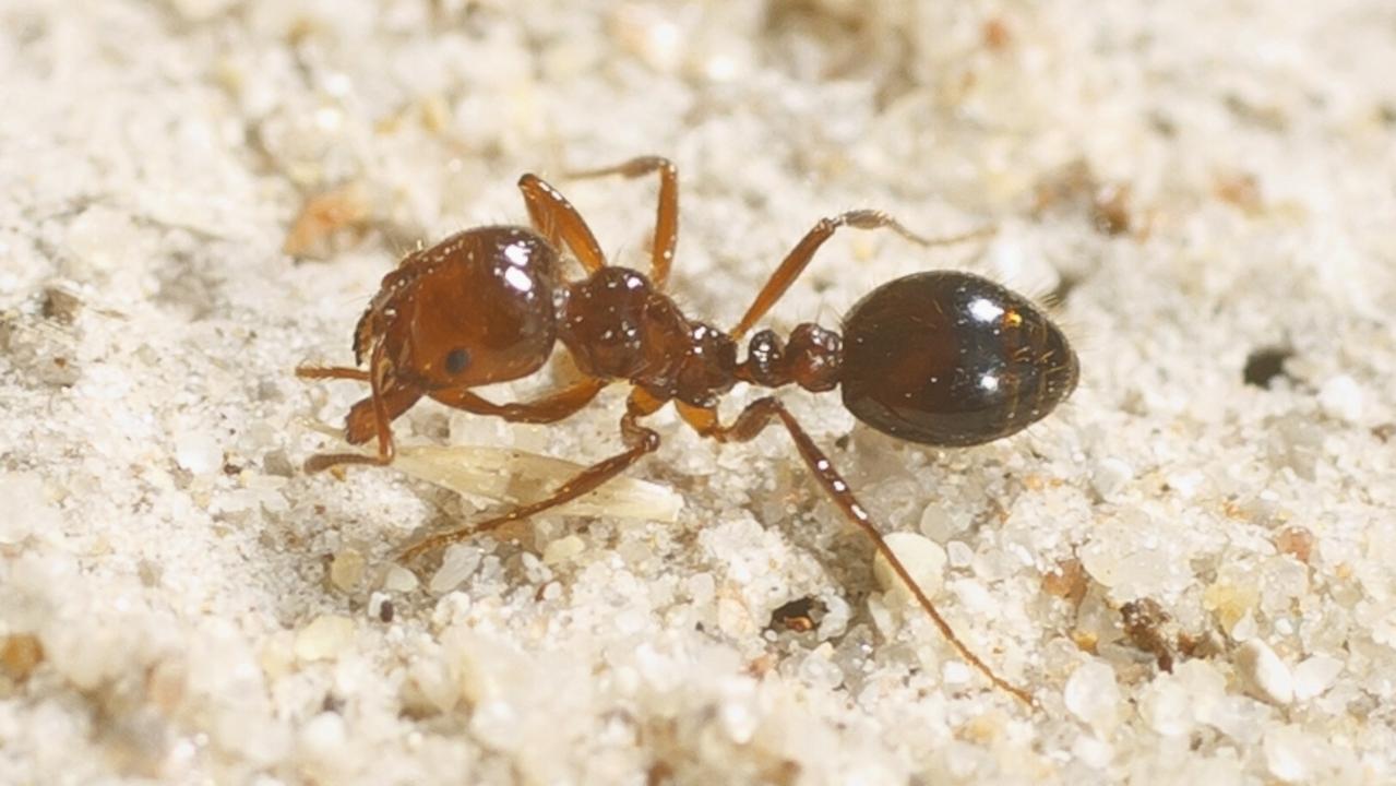 Red imported fire ants could kill up to six people a year and cost more than $118m in eradication, medical and veterinary costs to households if allowed to continue spreading across Queensland, a new report has found. Picture: Supplied