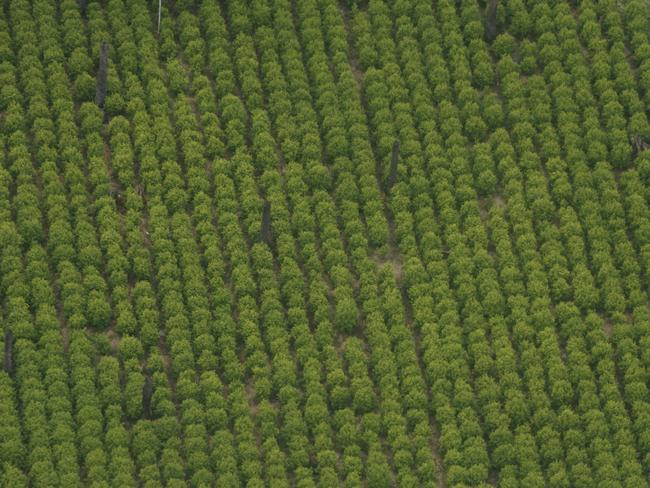 A coca plantation near Tumaco on the Colombian-Ecuador border. Picture Gary Ramage