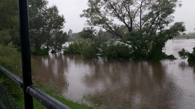 Trees are flooded with water along the Nepean River. Picture: Kelly Robinson