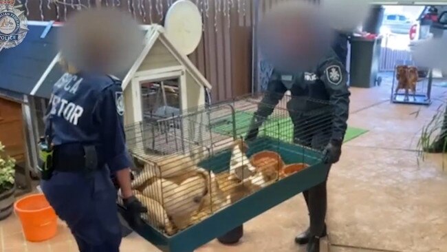 Investigators seize excited puppies and dogs from a home in Sydney's north west. Picture: AFP