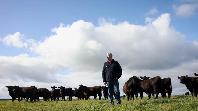 Colin Henke and some of his Angus cattle, at his Mumbannar farm. Picture: Nicole Cleary