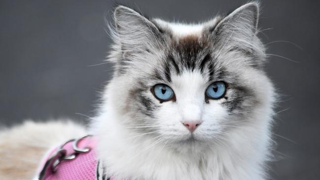 The non-verbal student was identified as a cat. Picture: iStock