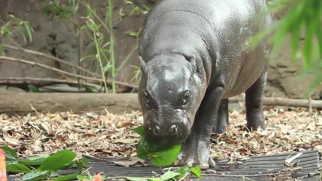 Pygmy hippo turns one at Sydney’s Taronga Zoo