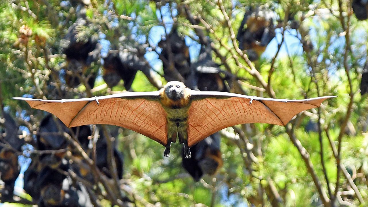 Bats in trees between Plain Tree Drive and Frome Road near the Adelaide Zoo. Picture: Tom Huntley