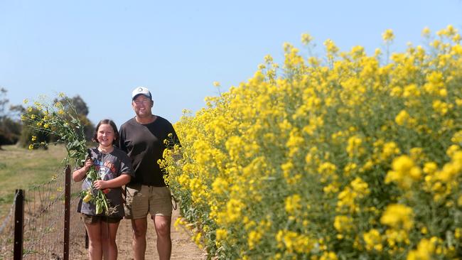 Scott Arnold with his daughter Sadie, 9, with canola crop at their property near Rupanyup. Picture: Yuri Kouzmin