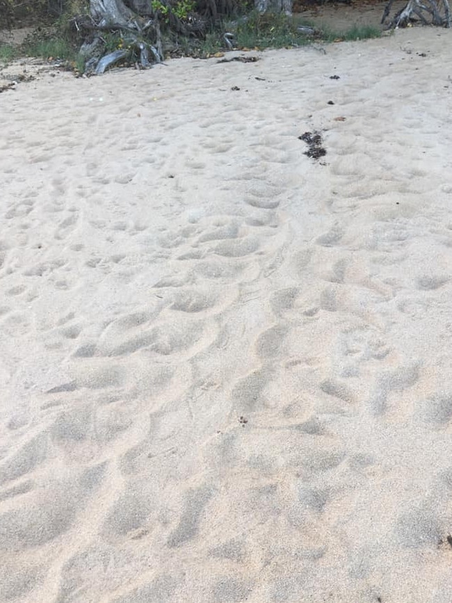 The first turtle tracks for the 2020 turtle breeding season have been identified at Nelly Bay on Magnetic Island. Picture: Paul Groves.