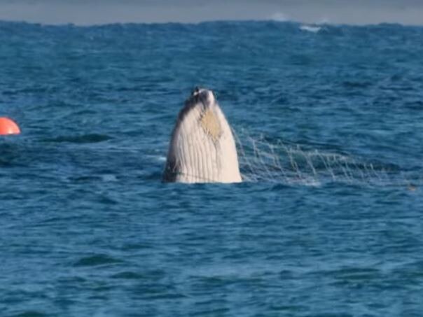 Whale caught in shark nets off Noosa on Friday morning.