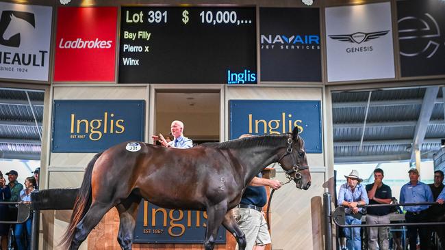 The Pierro-Winx filly going through the ring and knocked down for $10 million at the Inglis Eater Bloodstock Sale in Sydney. Picture: Inglis Bloodstock