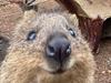 Zoo in shock at mystery deaths of seven quokkas and two wallabies