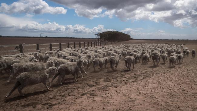 Farmer Dan Boland herds his flock into a paddock at his Darriman property. Picture: Jake Nowakowski