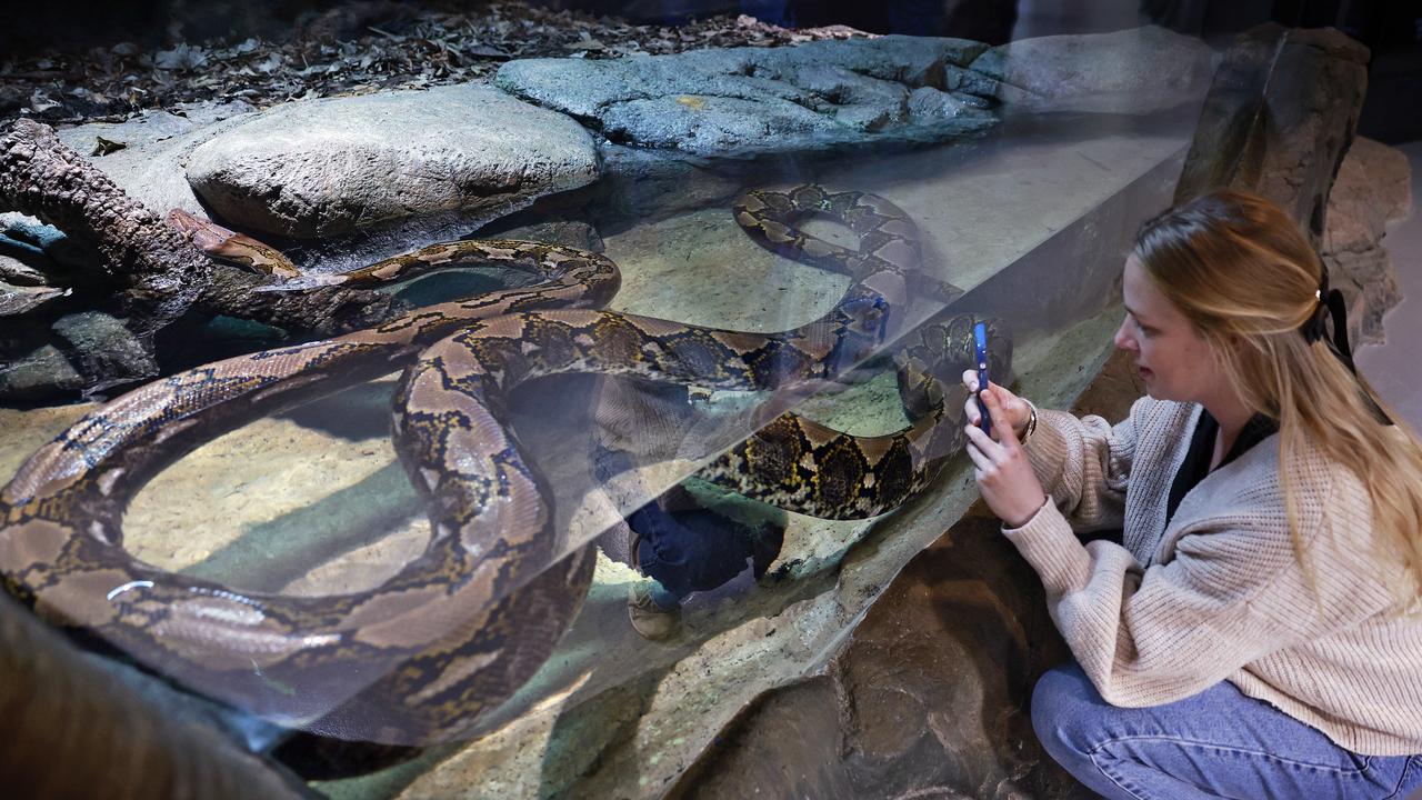 Taronga's new Amphibian and Reptile Conservation Centre features Rachel the Reticulated Python. She is pictured in her new enclosure as Grace Black looks on. Picture: Sam Ruttyn