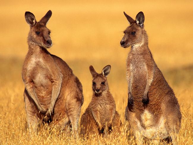 Forester kangaroos were among the species targeted under crop protection permits. Picture: SUPPLIED