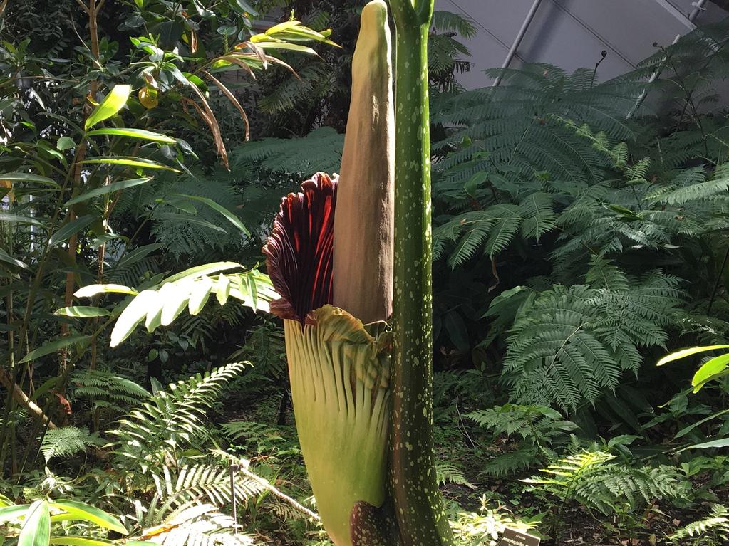 Adelaide’s corpse flower preparing to open. More photos below.