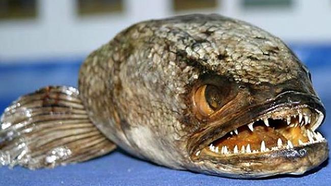 Weird Fish List With Pictures & Facts: The World's Weirdest Fish