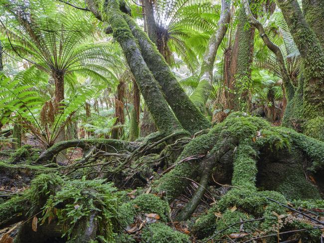 Forests at Blue Tier, in Tasmania's northeast, part of a 356,000ha protected under the 2012 "peace deal" between the forest industry and conservationists but which is now earmarked for future potential logging. Pictures: Rob Blakers