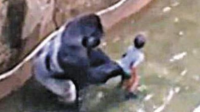 Gorilla Shot Dead After Young Boy Falls Into Zoo Enclosure: The ‘right ...