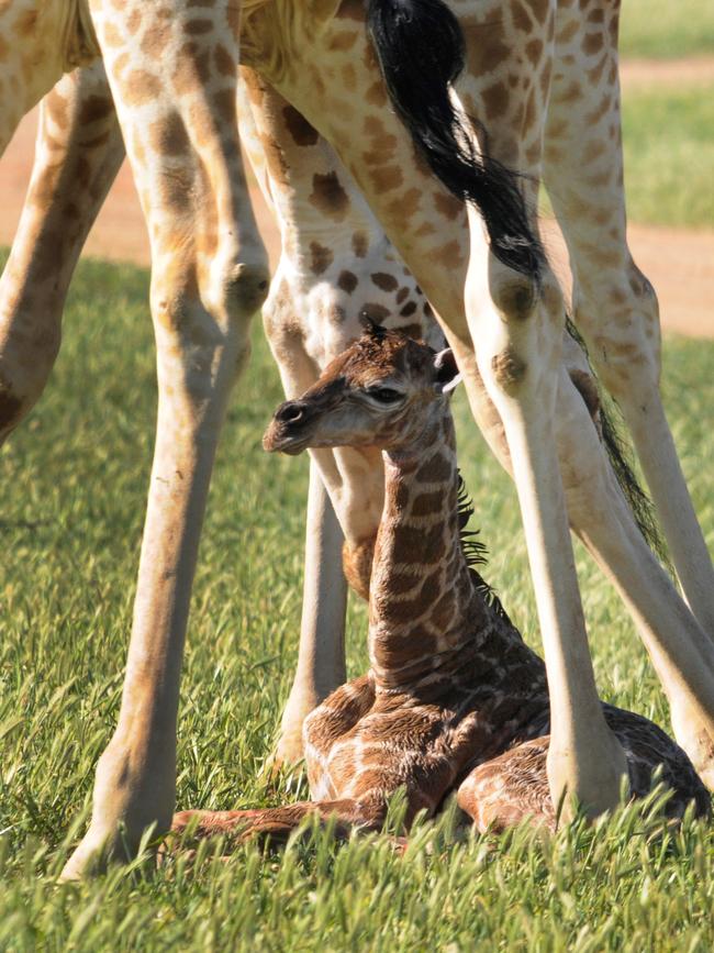 The newborn calf has been welcomed by Monarto’s giraffe herd.