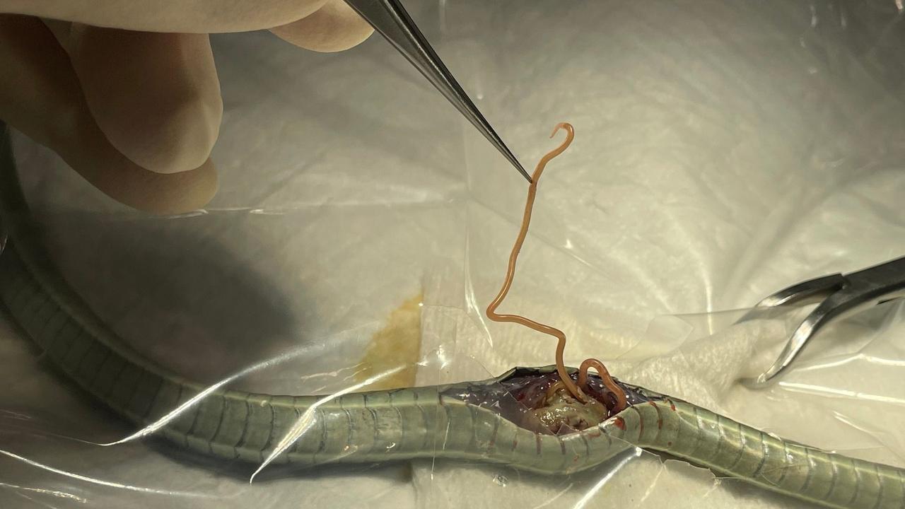 Vets removed the worms and then stitched the snake’s stomach back together. Picture: Facebook / The Unusual Pet Vets