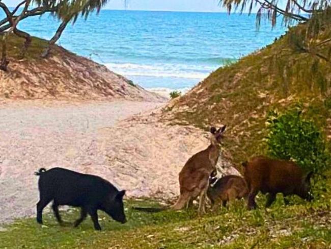 Pork stalkers fined $9K for hunting feral pigs in Bribie Island Park