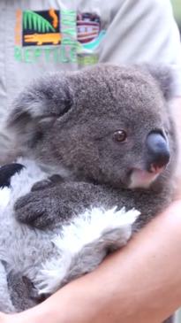  Adorable koala joey reunited with his mother