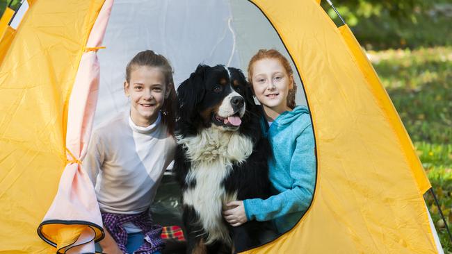 Your dog will love to get out and about for a camping or caravan adventure.