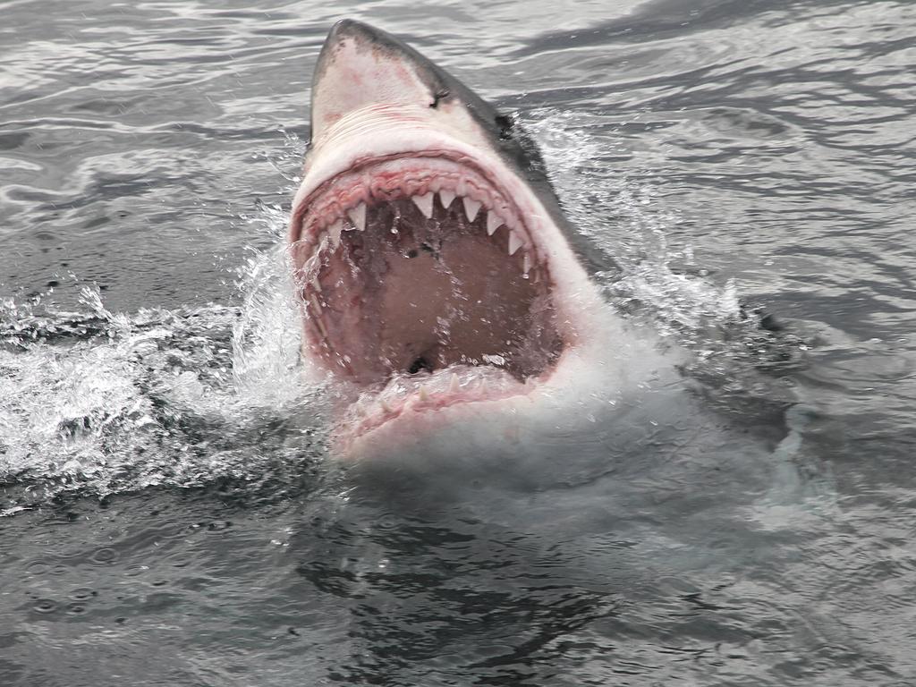 The Great White Shark, along with tiger sharks and bull sharks, is responsible for most attacks on humans in Australian waters. Picture: iStock