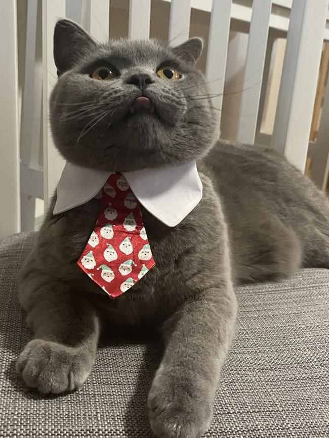 Pancakes is not just a cat, he is also a landlord. Picture: Supplied