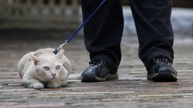 Darwin council has voted to only allow cats out on streets on a leash.