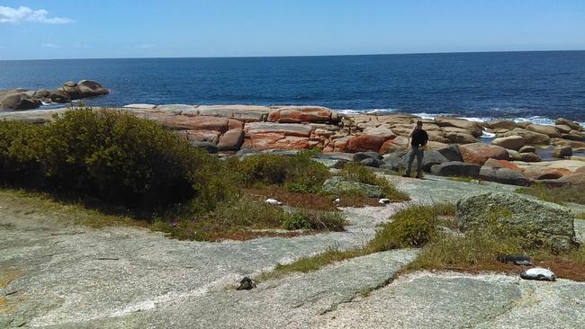 More than 40 little penguins were found dead at Waubs Bay Beach, in Bicheno, late last year. Picture: SUPPLIED