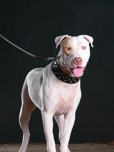 Pitbull cross bull store arab