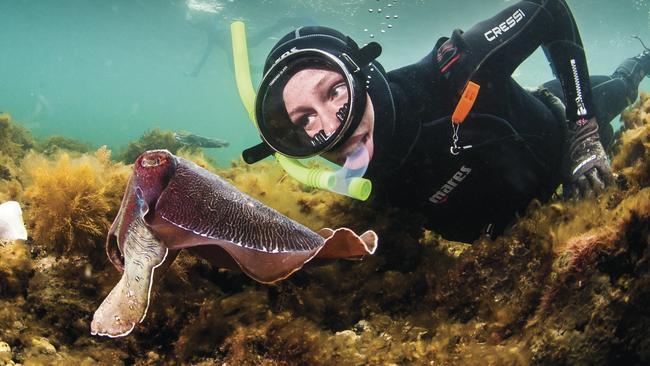 Snorkeling with giant Australian cuttlefish. Picture: South Australian Tourism Commission