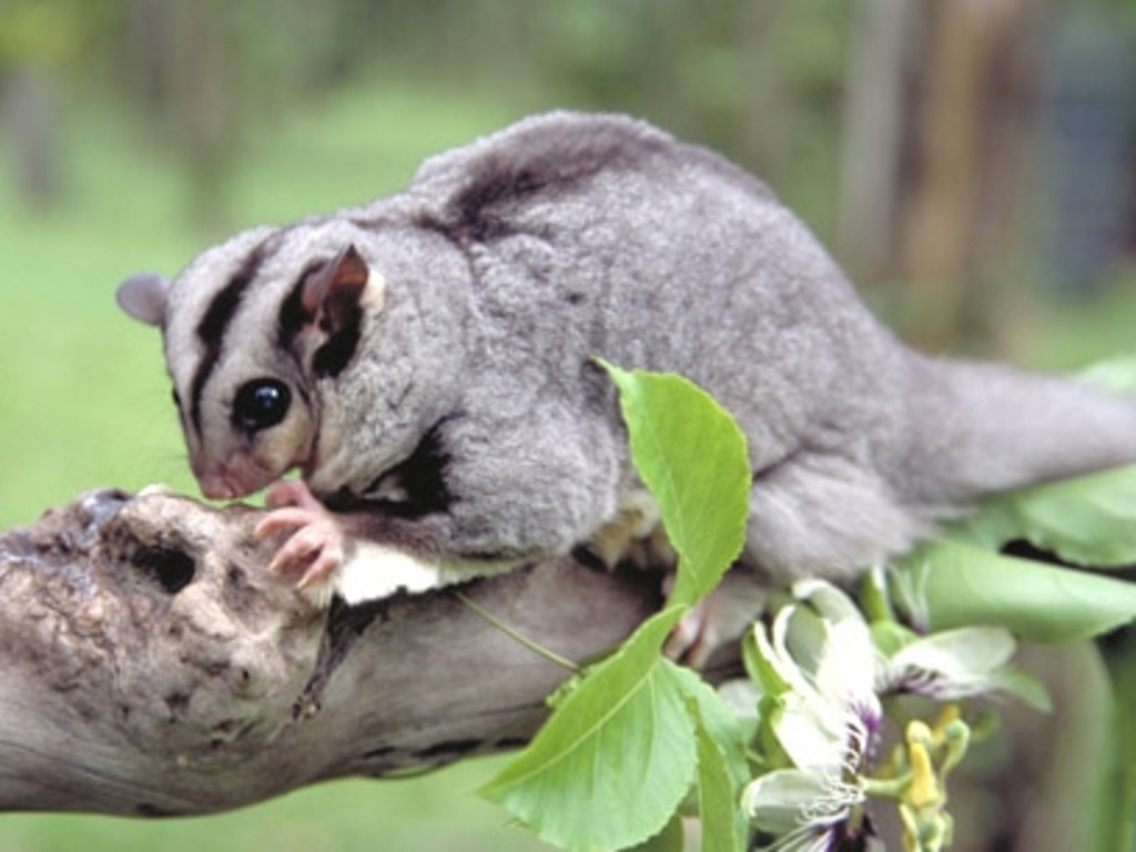 <p>Mahogany_glider. Picture: supplied</p>