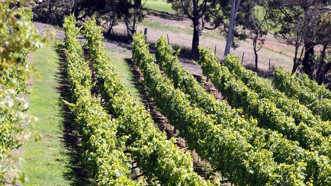 The value of South Australian wine exports has increased 7 per cent over the past year.