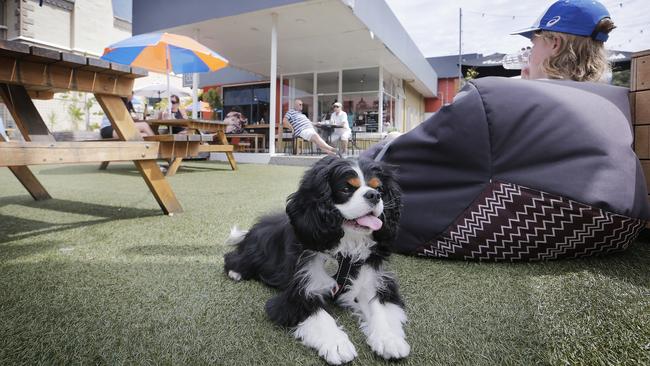 There's room for a puppy at Room For A Pony, where Gracie gets to hang out with her owners when they go to the cafe. Picture: MATHEW FARRELL