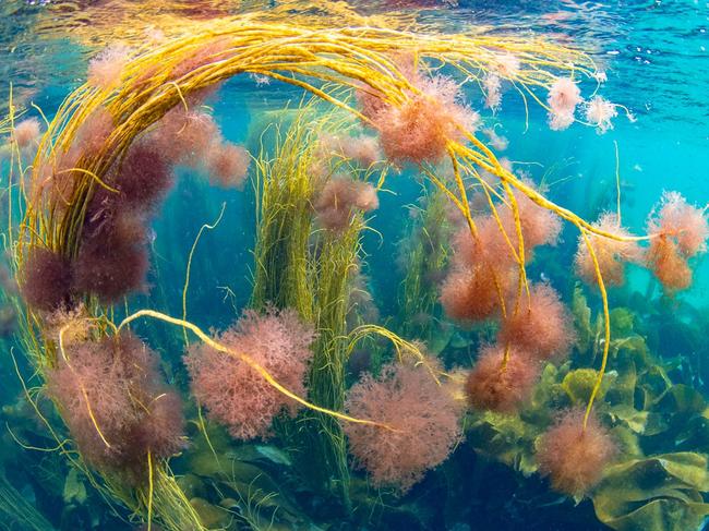 Red algae flourish on thongweed in the Cairns of Coll, Scotland, highlighting seaweed’s crucial role in marine ecosystems and carbon capture. Picture: Leena Roy/IGPOTY