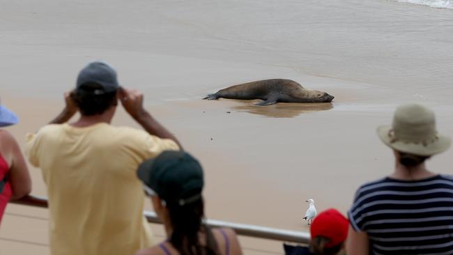 Reg the Australian fur seal is becoming an attraction on Sydney’s northern beaches. Picture: Damian Shaw