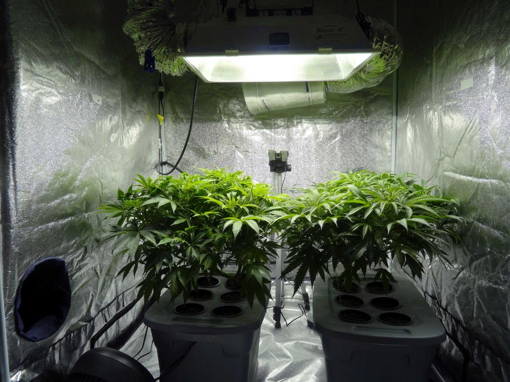 Hydroponic cannabis set-up found during police raid