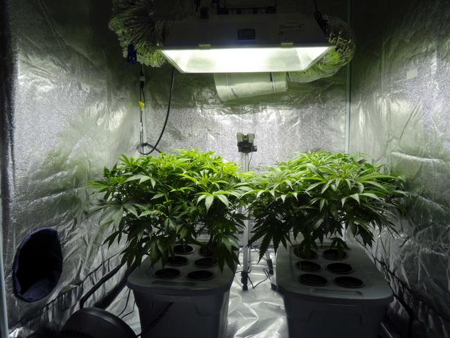 Police found a hydroponic cannabis set up in a search warrant on Tuesday. File Photo.