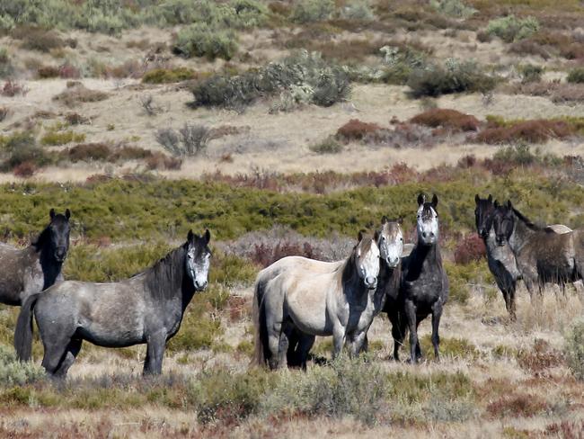Wild brumbies roaming the Kosciuszko National Park. Picture: Stephen Cooper